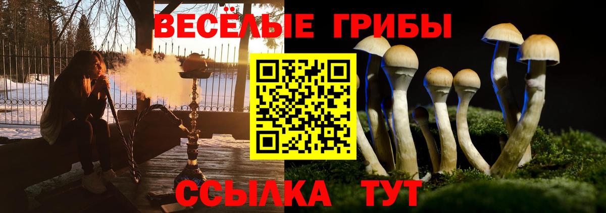 Галлюциногенные грибы Psilocybe Кузнецк